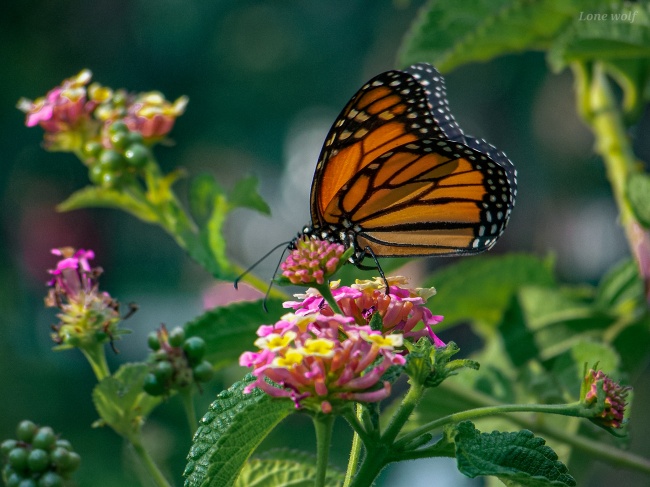 foto:Kevin Uriel Donjuan Lopez  - lo hecho en México