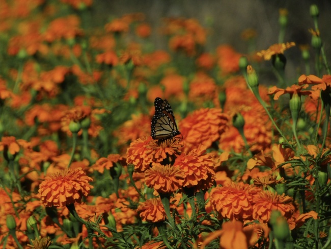 foto:Roberto Carlos Rojas Maldonado   - lo hecho en México