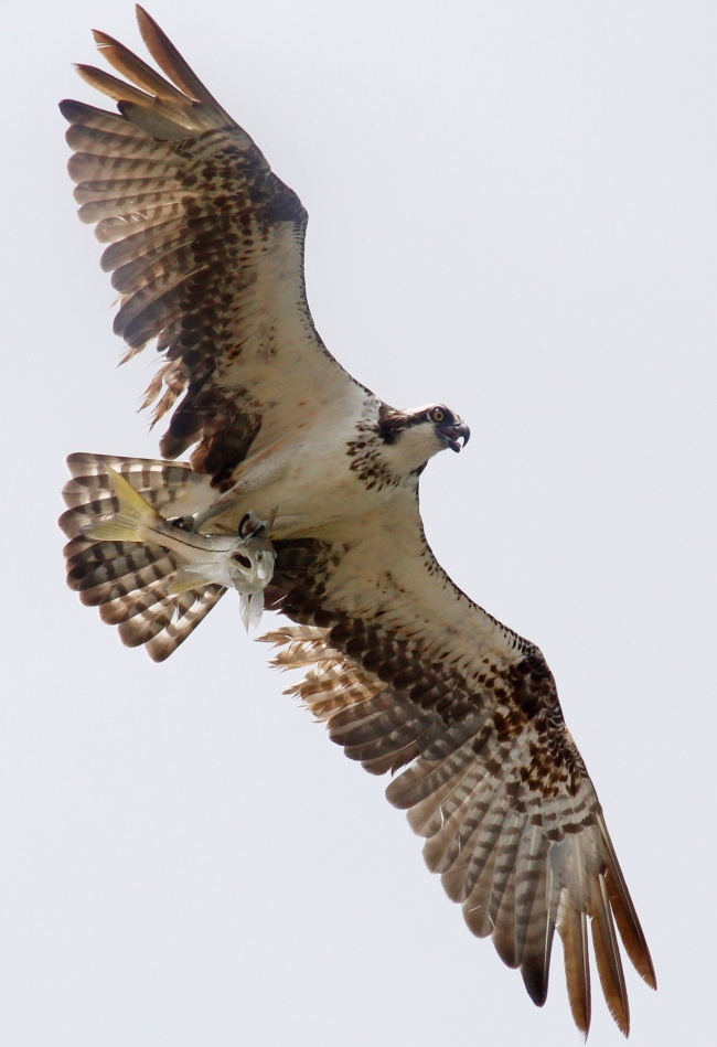 foto:Erick Roy Cruz Lee   - lo hecho en México