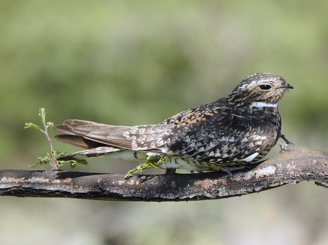 foto:Luis Eduardo Torres Barajas  - lo hecho en México