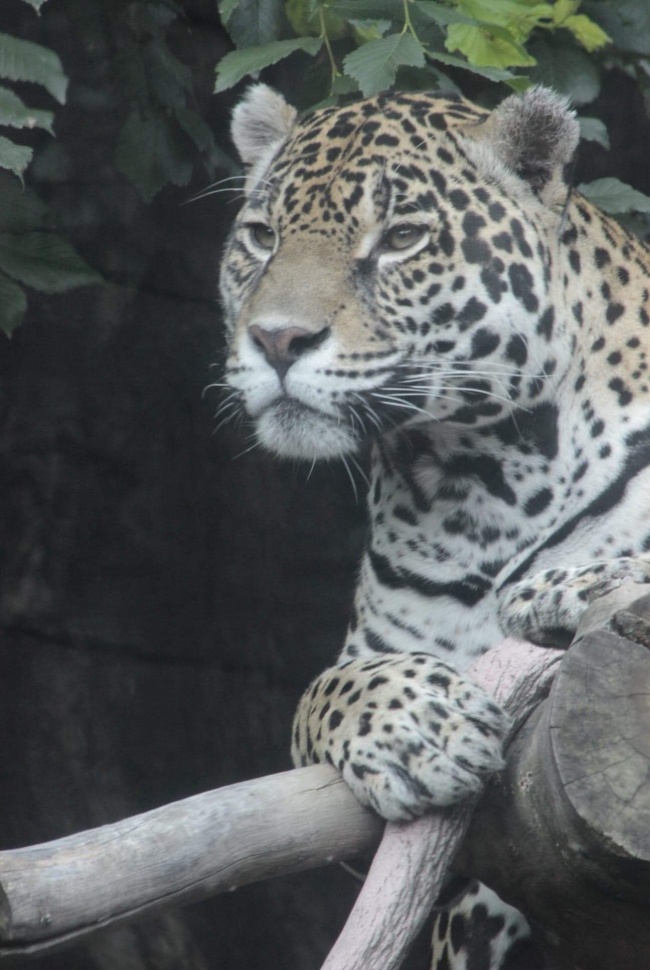 foto:Edwin  Lozano Lemus   - lo hecho en México