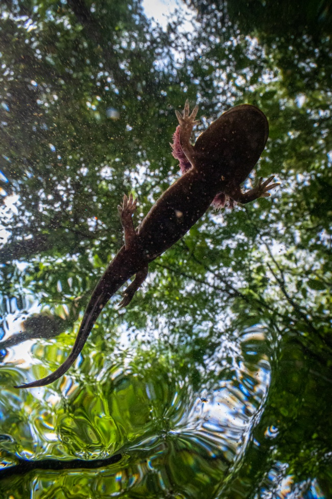foto:Jorge Castro Urbiola  - lo hecho en México