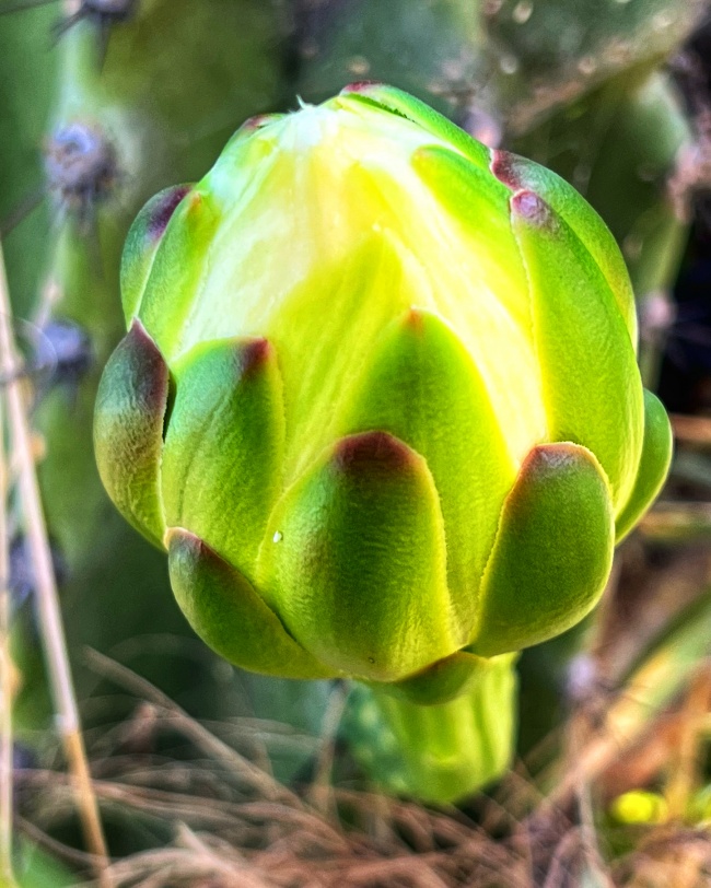 foto:Jose Leonardo Cardoso Villegas  - lo hecho en México