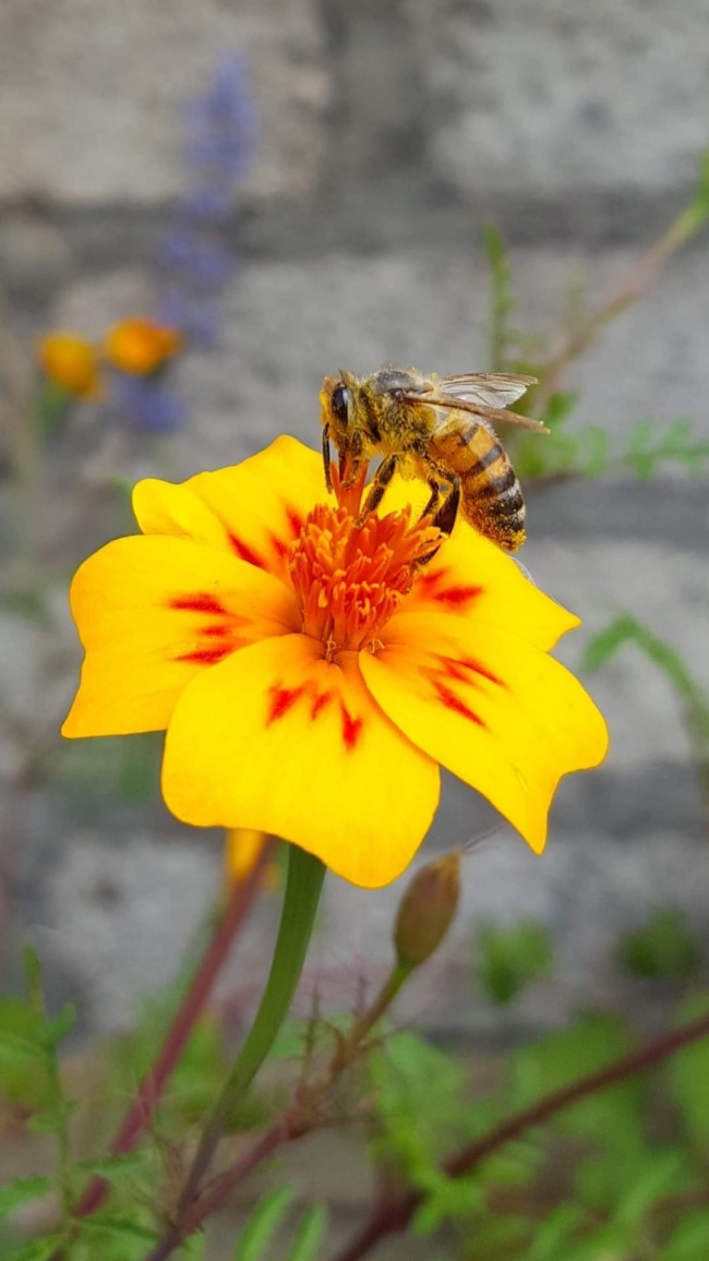 foto:Nadia Karina Caballero Melgoza   - lo hecho en México