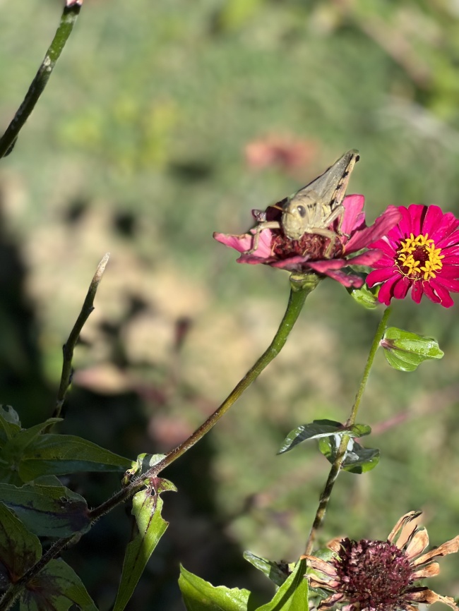 foto:José Luis Domínguez parra   - lo hecho en México