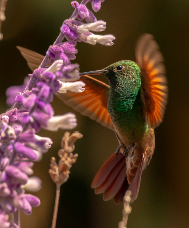 foto:Eduardo Torreblanca Galdámez   - lo hecho en México