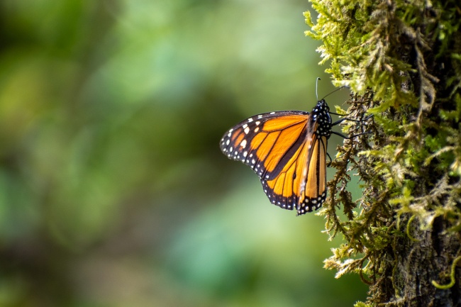 foto:Daniel Aguilar Hernandez  - lo hecho en México