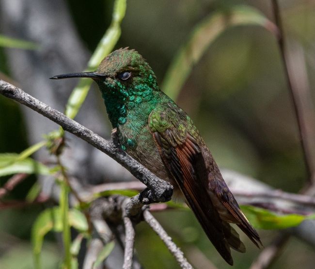 foto:Heriberto Arodi Ochoa Valencia  - lo hecho en México