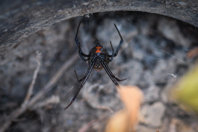 foto:Valeria de Jesús Hernández Campos  - lo hecho en México