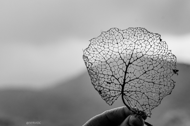 foto:SERVIO ALFONSO CEJA LOPEZ  - lo hecho en México