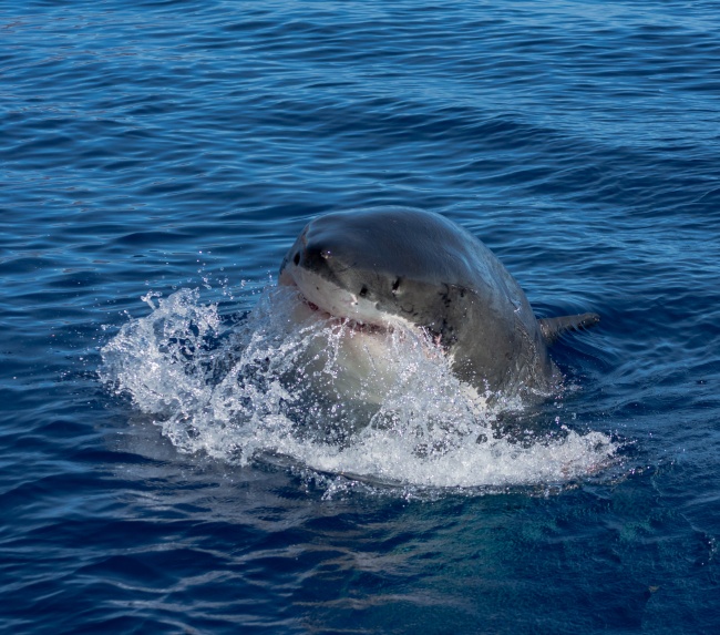 foto:Cesar Zahin Gonzalez Soto  - lo hecho en México