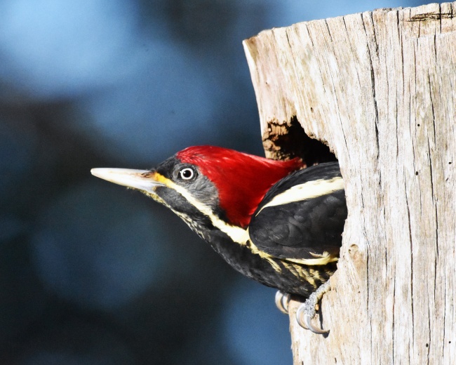 foto:Rafael Ruiz Arroyo  - lo hecho en México