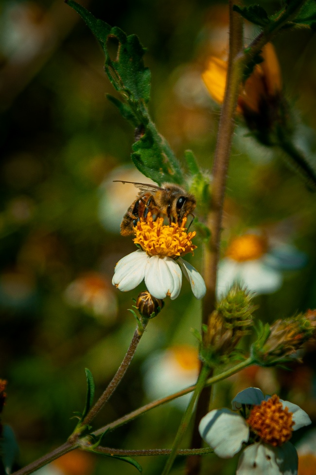 foto:marco antonio perez salzar  - lo hecho en México