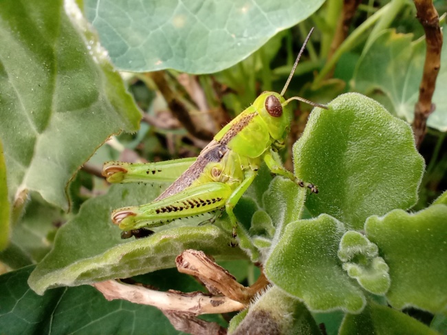 foto:Montserrat Negrete Rosales   - lo hecho en México
