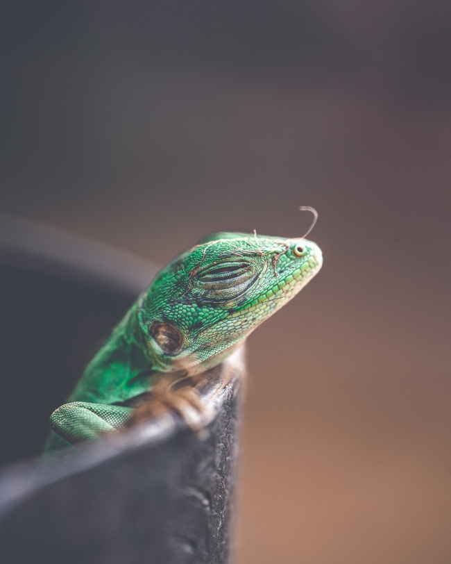 foto:Jesús Irving García Camacho  - lo hecho en México