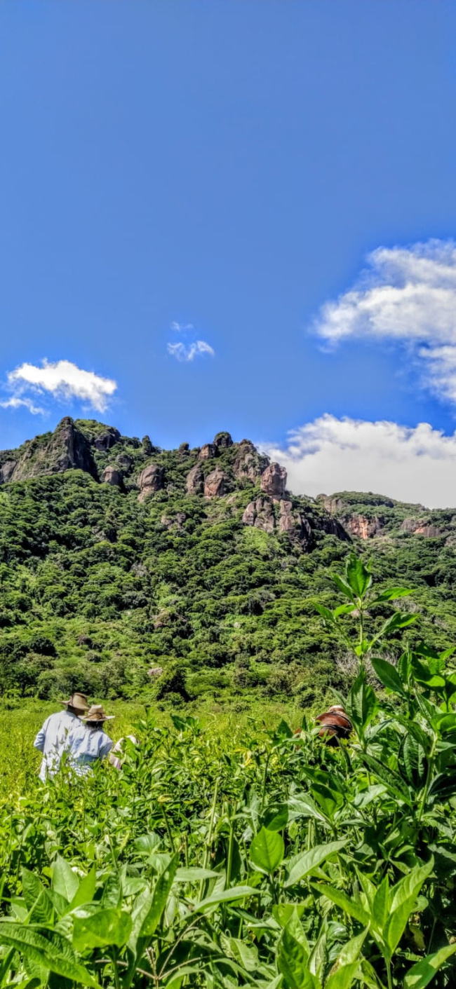 foto:Andrea Navarrete Cárdenas   - lo hecho en México