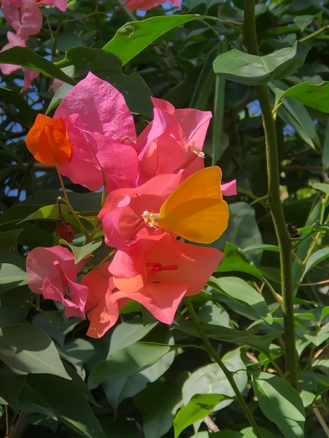 foto:Alondra Montserrat Valdez Ríos   - lo hecho en México