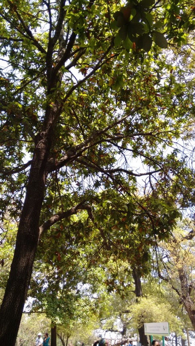 foto:Natalia Paola Ramírez Flores  - lo hecho en México