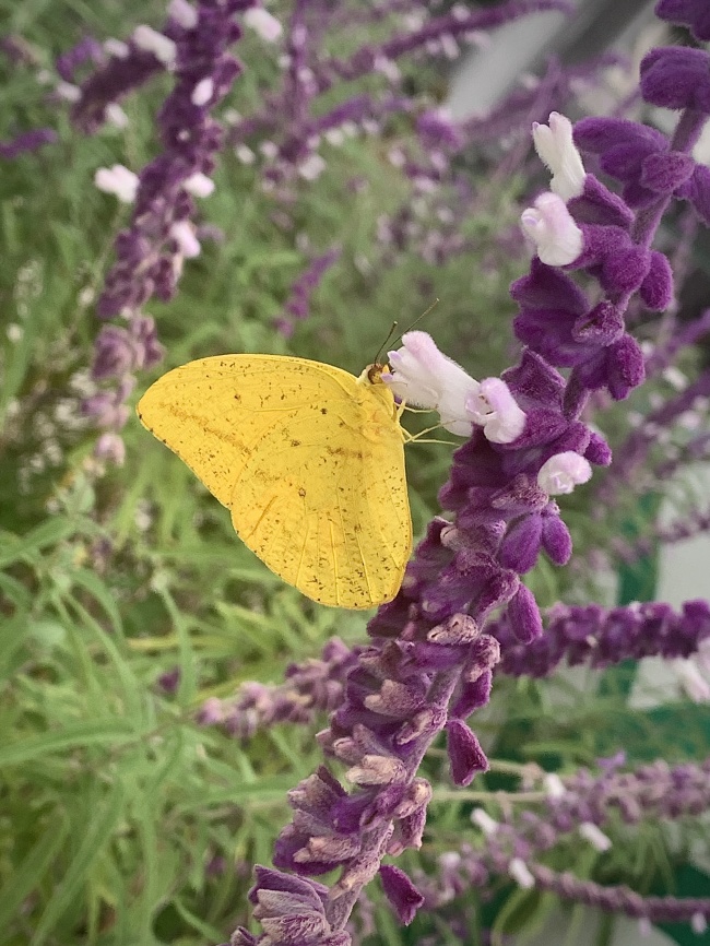 foto:Brenda Mareleyda Guerrero García  - lo hecho en México