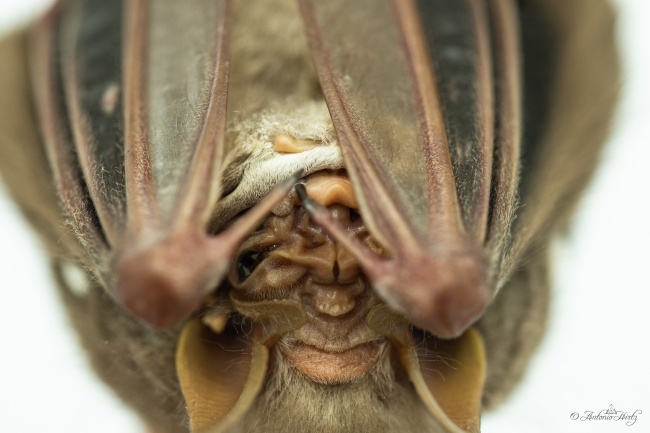 foto:Antonio de Jesús Martínez Martínez   - lo hecho en México
