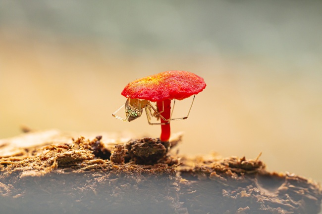 foto:Alberto Horacio Gómez González  - lo hecho en México