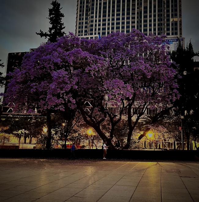 foto:Daniel Adrian Perez Cruz  - lo hecho en México