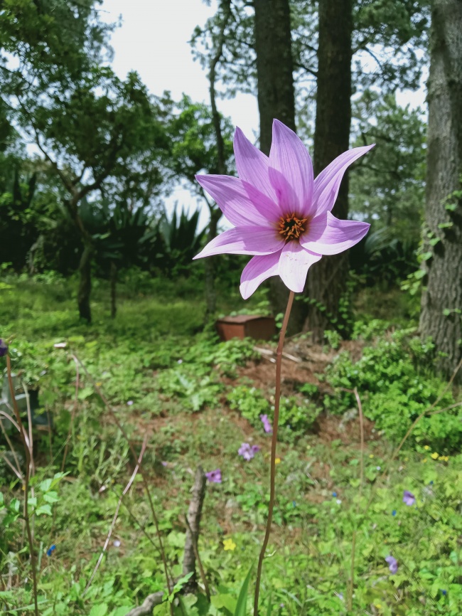 foto:Feli Castillo  - lo hecho en México