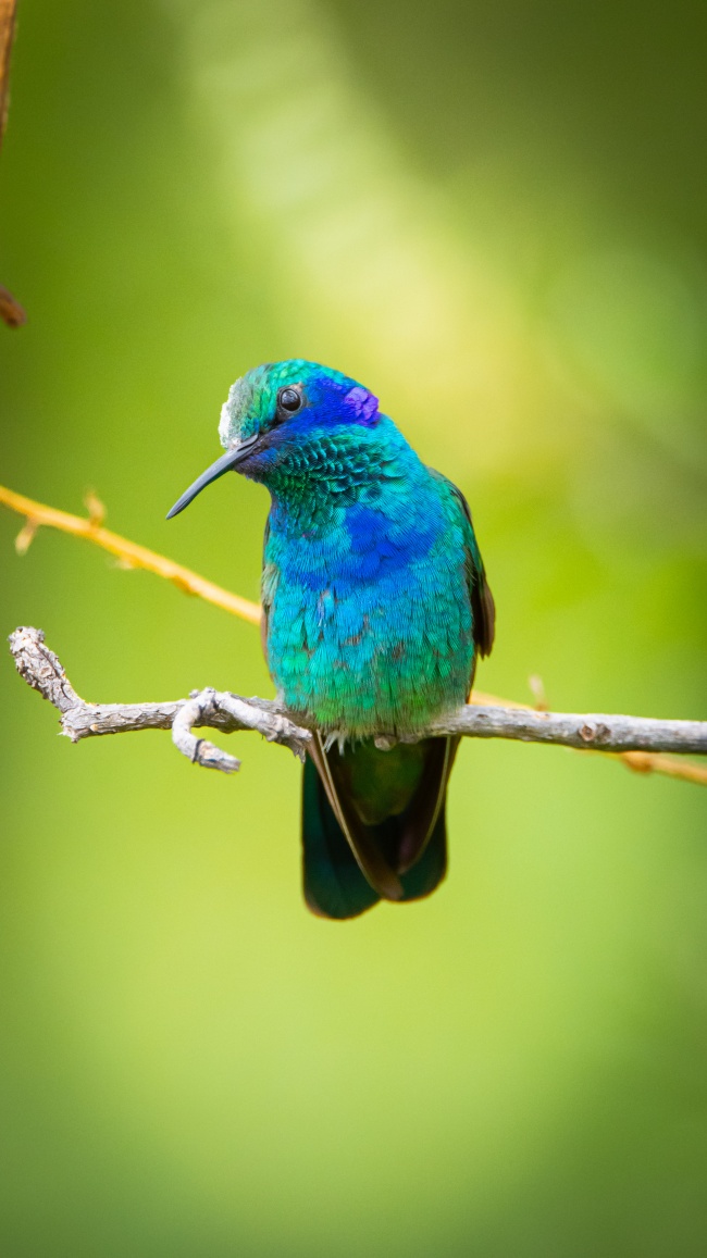foto:Osvaldo Martinez manzano   - lo hecho en México