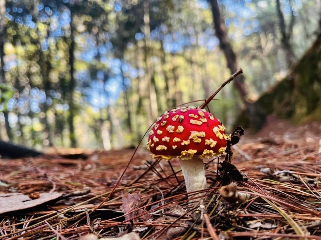 foto:ARMANDO JACOB ROMAN LIEVANO  - lo hecho en México