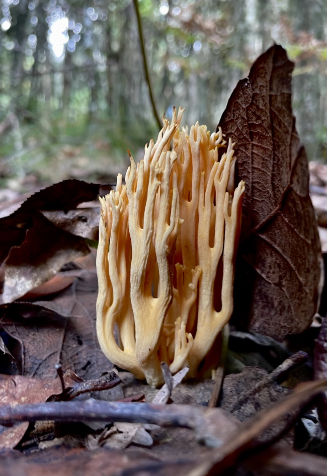 foto:Héctor Montalvo  - lo hecho en México