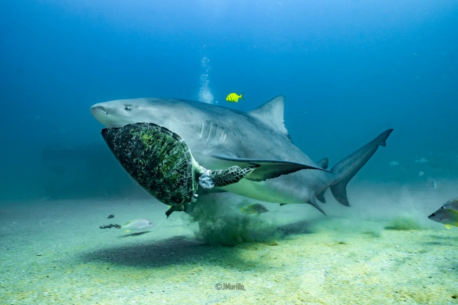 foto:Juan murillo  - lo hecho en México