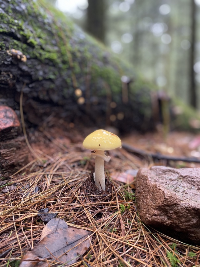 foto:Alejandra Monsivais   - lo hecho en México