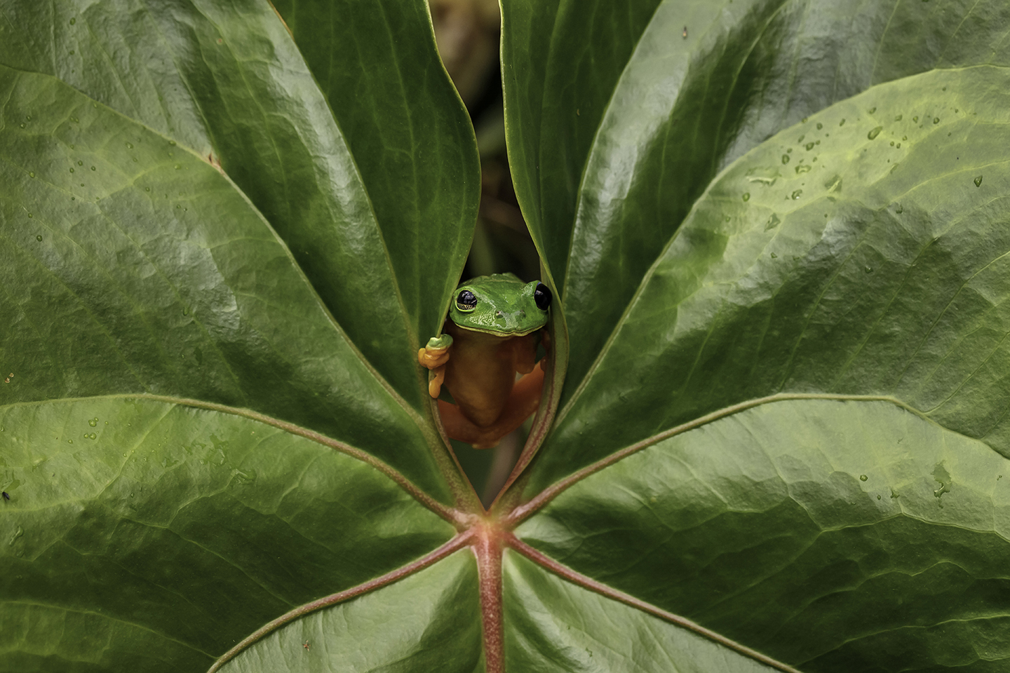 foto:Alberto P. Salvo  - lo hecho en México