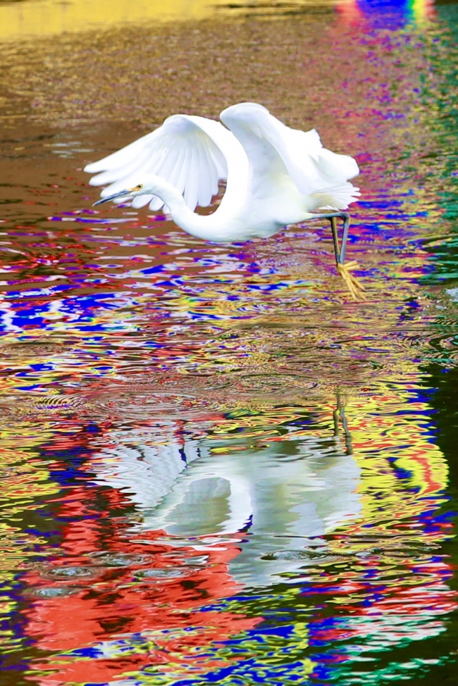 foto:Luis Vicente Castillo Vázquez   - lo hecho en México