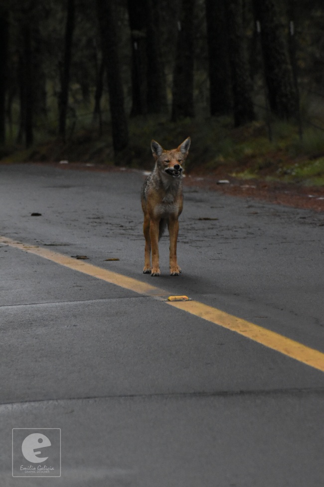 foto:Emilio Galicia Suárez   - lo hecho en México