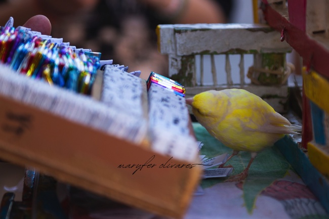 foto:Maria fernanda olivares Valdovinos   - lo hecho en México