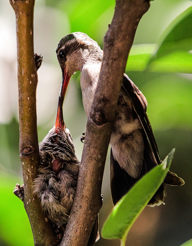 foto:Rafael Arteaga Fonseca  - lo hecho en México