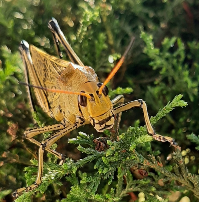 foto:Maria Teresa Sánchez Viveros   - lo hecho en México