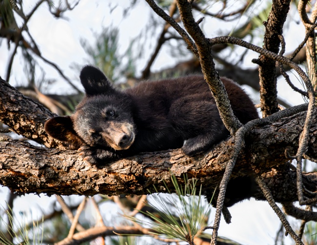 foto:Jordi Chemonte Sayrols  - lo hecho en México