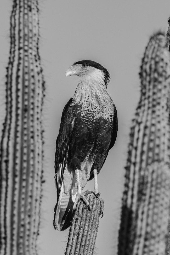 foto:José Roberto Espinoza Gámez   - lo hecho en México