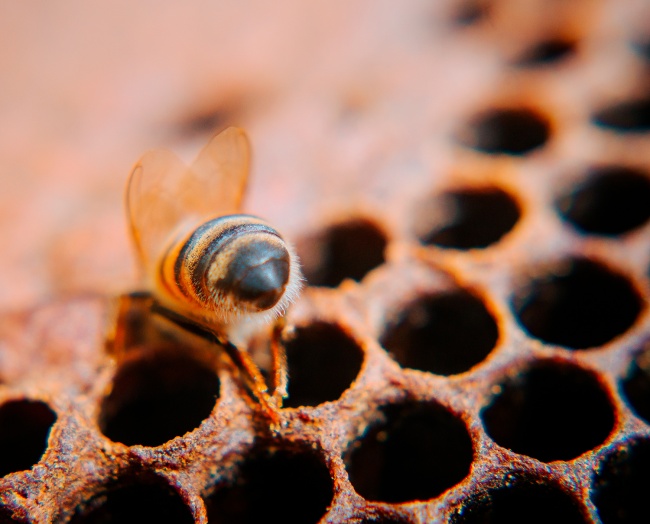 foto:Germain Meza Garcia  - lo hecho en México