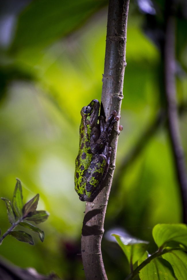 foto:Abraham  - lo hecho en México