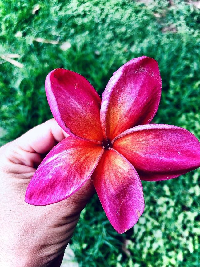 foto:Diana Elizabeth Pérez Salgado  - lo hecho en México