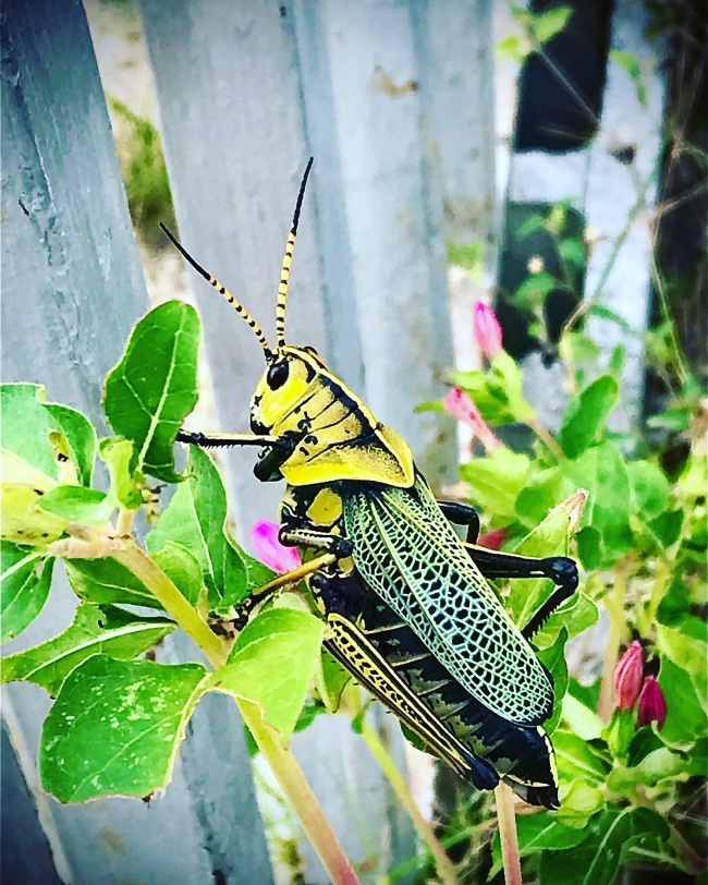 foto:Gabriela iza bichara  - lo hecho en México