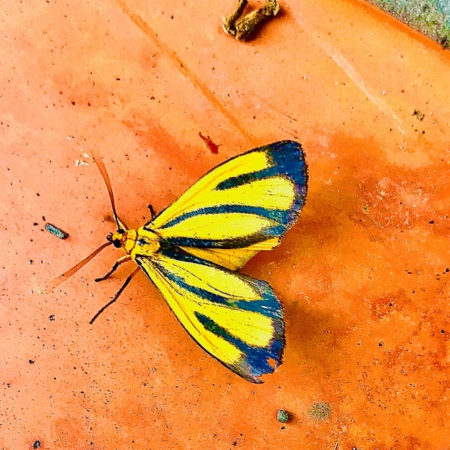 foto:Gabriela iza bichara  - lo hecho en México