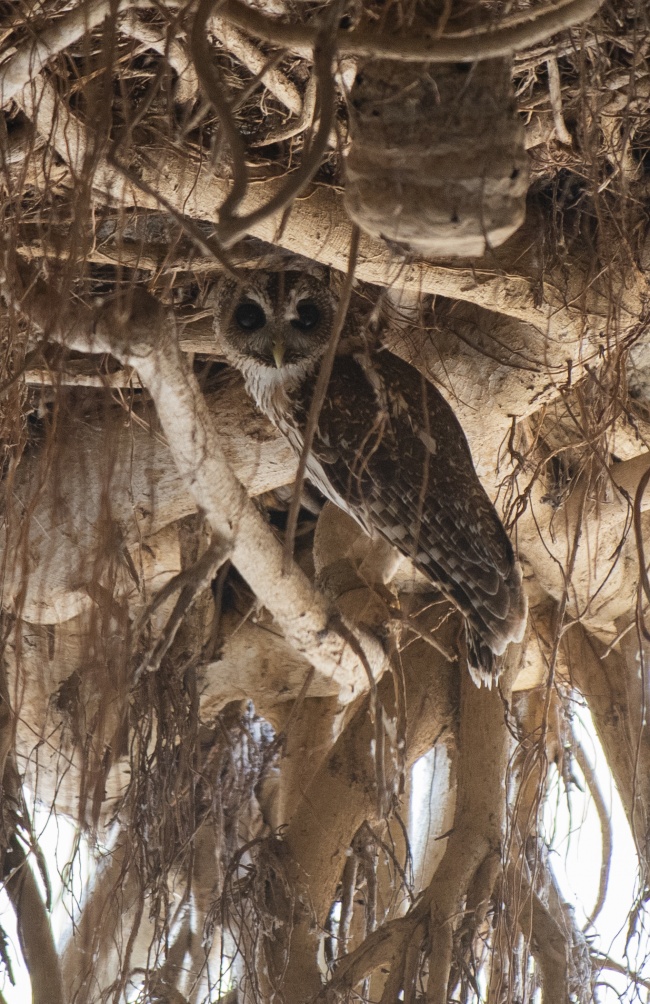 foto:José Carlos Rodríguez Rodríguez   - lo hecho en México