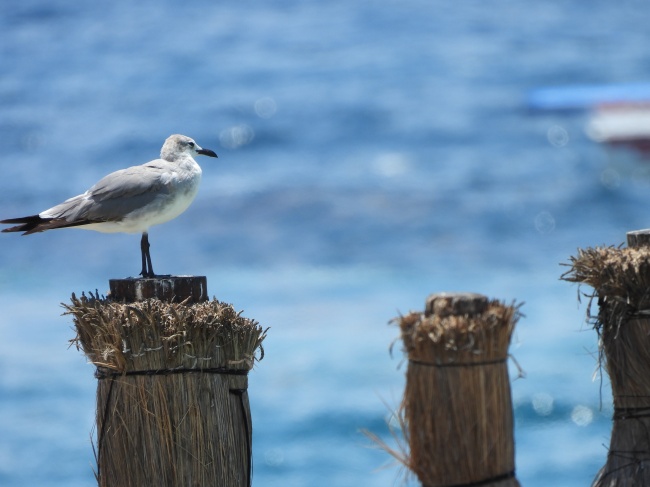 foto:Dante de Jesús Canizales María   - lo hecho en México