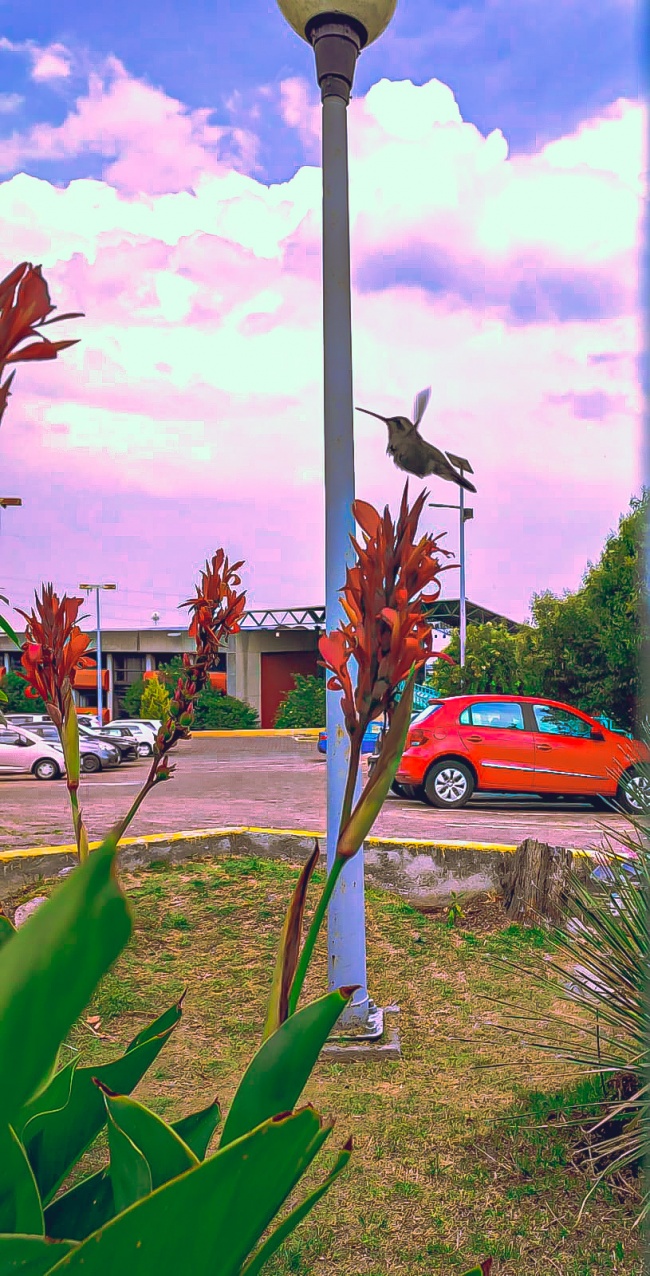 foto:Jonathan Cruz Ramírez García   - lo hecho en México