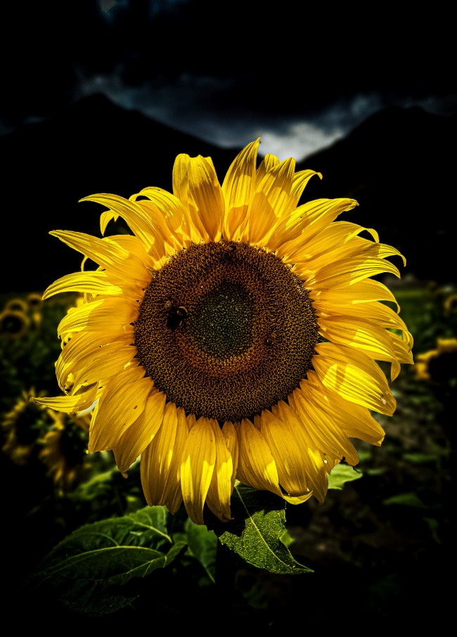 foto:José Joel Lozano Esquivel   - lo hecho en México