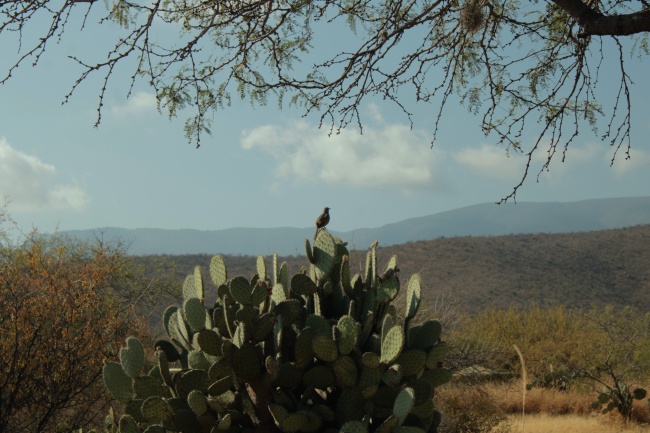 foto:Maria del Rocio Soriano Fleisher  - lo hecho en México
